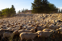 Festival of Disruption